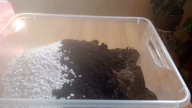 Лобелия без пикировки /самый простой способ выращивания/