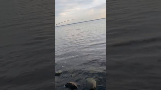 Рыбалка на московском море (Присутствует мат)