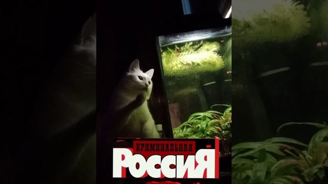 Криминал