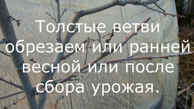 Когда обрезать если поздно приезжаем на дачу. смотреть онлайн