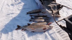 Амур батюшка - 2, зимняя щука, март 2021г. Сани ПНД для снегоходов.