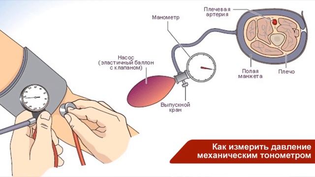 Как правильно измерять артериальное давление. Нормы АД смотреть онлайн