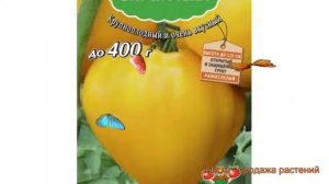 Томат обыкновенный Желтое сердце (zheltoe serdtse) ? обзор: как сажать, семена томата Желтое сердце