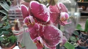 Есть СОРТОВЫЕ ОРХИДЕИ с НАЗВАНИЯМИ. Обзор ОРХИДЕЙ в Кастораме.