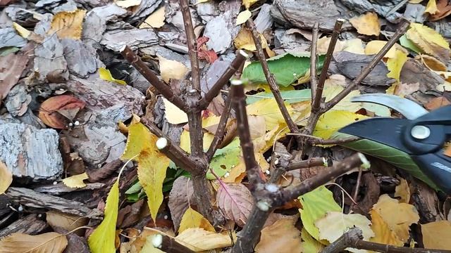 Осенняя обрезка метельчатых и древовидных гортензий смотреть онлайн