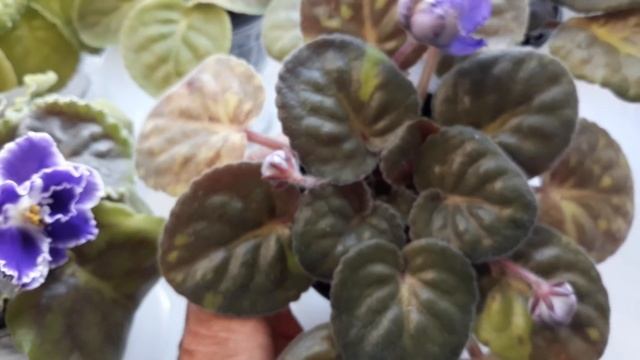 Загнили нижние листья фиалки! Ошибки содержания. смотреть онлайн