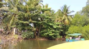 Шри Ланка(Цейлон). Калутара. Мангровый лес.Черепаховая и крокодиловая ферма.