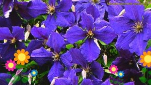 Клематис гибридный Жакмани. Краткий обзор, описание характеристик clematis Jackmanii