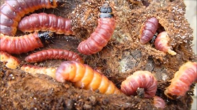 Les chenilles du Cossus gâte-bois (Cossus cossus), par André Lequet (www.insectes-net.fr) смотреть онлайн