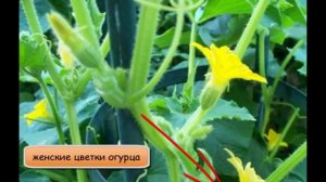 Опыление огурца - женский и мужской цветки.