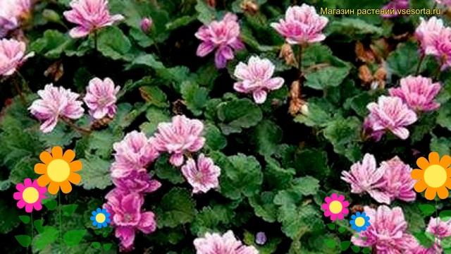 Аистник изменчивый Флоре плена. Краткий обзор, описание характеристик erodium variabile Flore Pleno