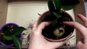 Пересадка замиокулькаса. Долларовое дерево. Деление куста. Денежное дерево. Корни замика. Шок