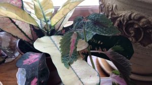 Выращивание рассады на продажу . Дополнительный источник дохода .