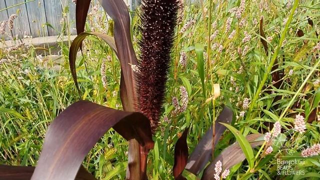 Пеннисетум. Однолетник / Pennisetum. Annual