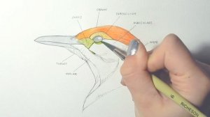 How to Draw & Paint Birds ?// Part 1: Facial Feathers // Mary Sanche