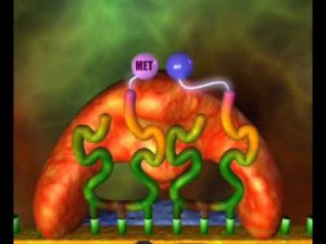 Процесс трансляции при пластическом обмене