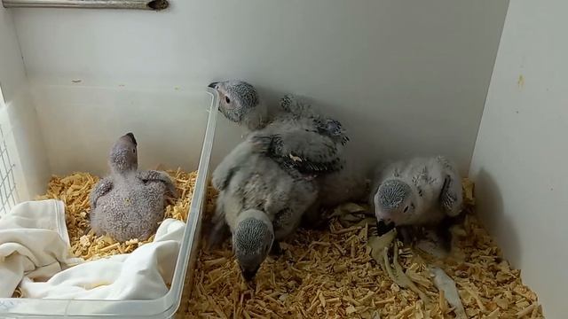 2022.10.09 Большой серый попугай выкормыш смотреть онлайн