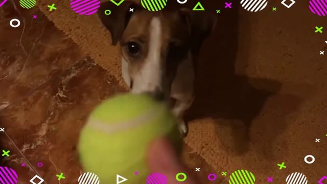 24 ЧАСА В ТУАЛЕТЕ! //Элли Ди Фан// смотреть онлайн