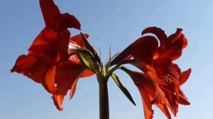 Maria Farantouri - O Efialtis tis Persefonis - Amaryllis - 28-03-2012 - 15