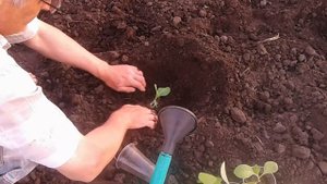 Начал высаживать табак Вирджинию в грунт