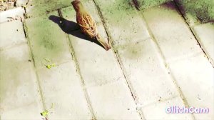 Birds️ of the CIty,ПТИЦЫ В ГОРОДЕ 2