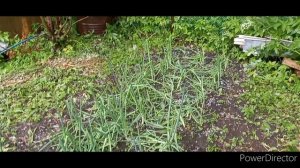 Крупный град в начале июля в Кировском районе.