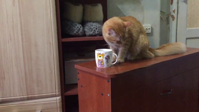 The cat is drinking coffee / Кот пьёт кофе. смотреть онлайн