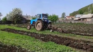 Мтз 80 пашет огород с самодельным плугом из предплужников