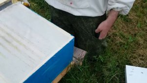 проверка облета маток в отводках/мечение маток