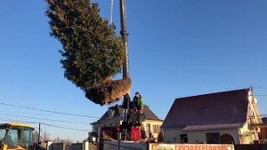 Пересадка больших деревьев-крупномеров