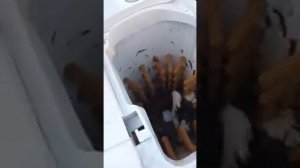 Как быстро ощипать курицу,утку