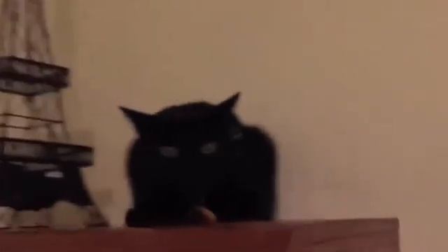 Черный кот.mp4 смотреть онлайн