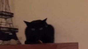 Черный кот.mp4