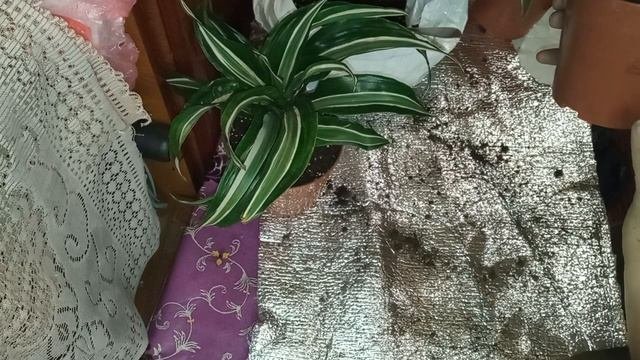 Пересадка драцен.