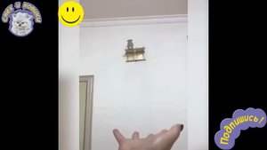 Ручная белка летяга