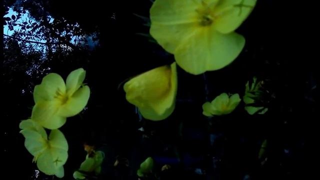 Энотера раскрывается - цветок заката смотреть онлайн