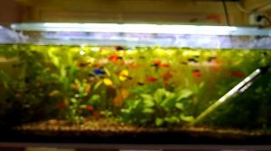 На разводню приехали разные гуппи