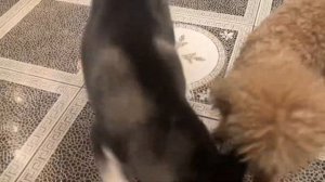 Учим команды: Лежать, Сидеть, Дай лапу. Щенок Хаски Лекса