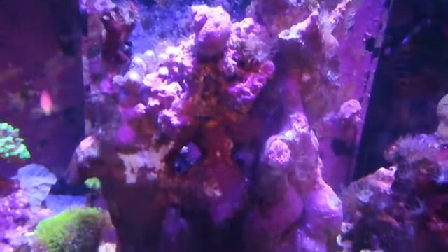 Морской аквариум. Без ухода уже как 2 месяца. смотреть онлайн