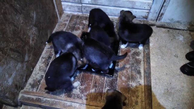 Щенки ВСЛ 2019. Подкорм мясом. смотреть онлайн