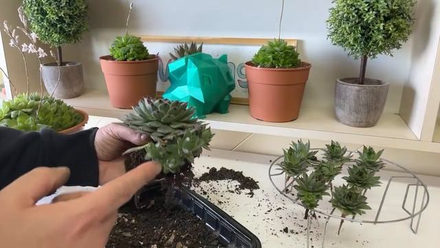 PROGRAMA 044: Trasplantes de suculentas con colonias! (16/10/2021) смотреть онлайн