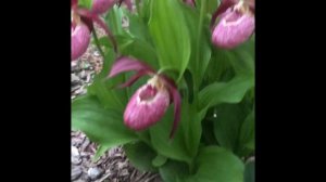 Венерины башмачки (Cypripedium calceolus) циприпедиумы в саду,орхидеи для сада