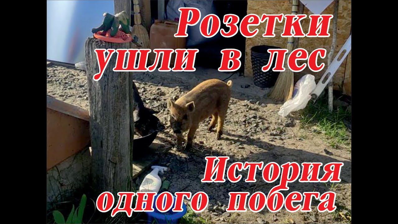 Побег свинов в лес. Трое суток погонь и поисков. Хуторок заречный. Жизнь в домике на окраине.