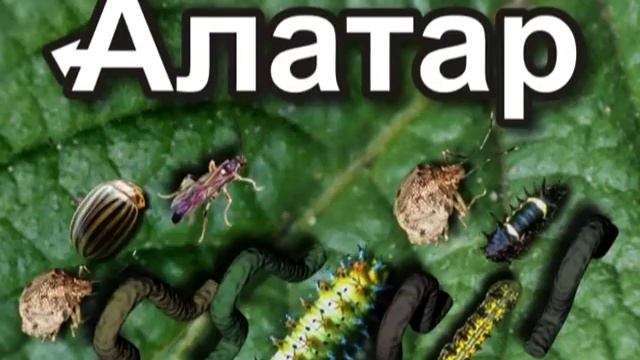 Алатар-двойной удар смотреть онлайн