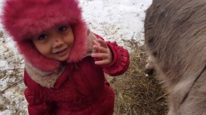 ОВУЛЯЦИЯ КОРОВЫ РЕБЕНОК УХАЖИВАЕТ ЗА ОСЛИКОМ