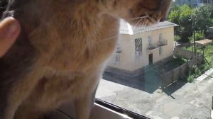 Кот Шипит