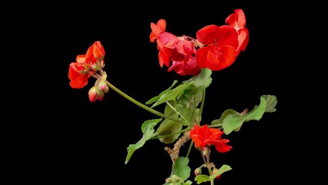 Потрясающая, очень красивая музыка Сергея Чекалина! Очень нравится для души! красивая видео смотреть онлайн