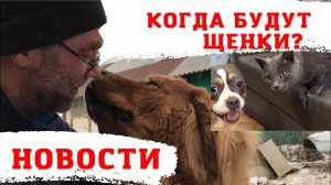Американские булли, дом в крыму, щенки тибетского мастифа в Новости 07 декабря 2021 года
