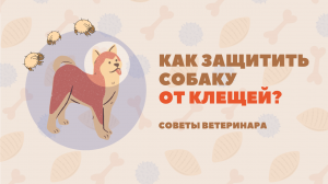 Как защитить вашу собаку от клещей? Разбираемся с ветеринаром.