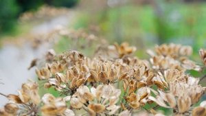 SAMSUNG NX 1100     PHOTOS  DAVID CLYDE